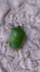 Glaucias subpunctatus