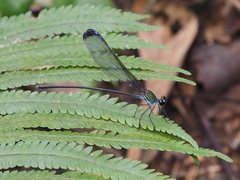 Psolodesmus mandarinus dorothea