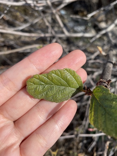 iNaturalist observation photo of white alder