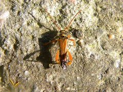 Stenopterus flavicornis