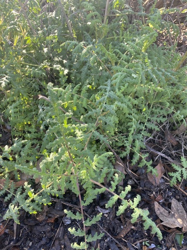 iNaturalist observation photo of branching phacelia