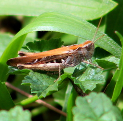 Chorthippus maritimus maritimus