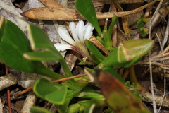 Scaevola repens