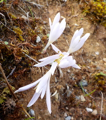Colchicum pusillum