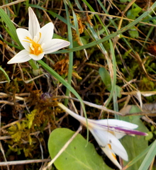 Crocus pumilus