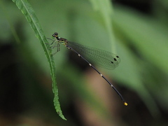 Coeliccia flavicauda