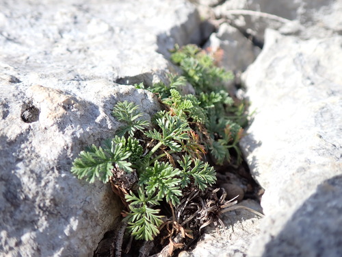 Rock stork's-bill (Erodium foetidum)