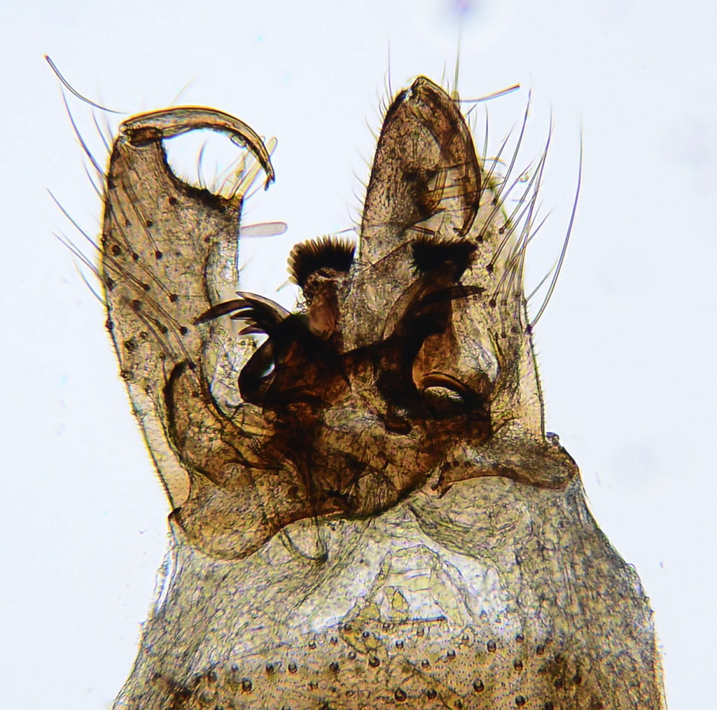 Culex tarsalis
