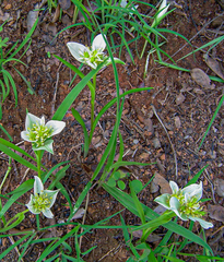 Androcymbium striatum image