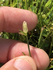 Cyperus sanguinolentus