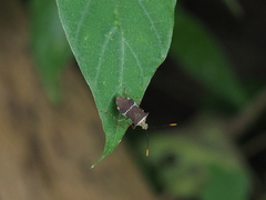 Cletomorpha simulans