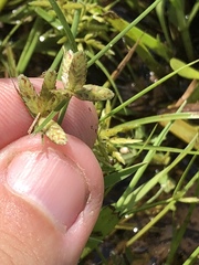 Cyperus sanguinolentus