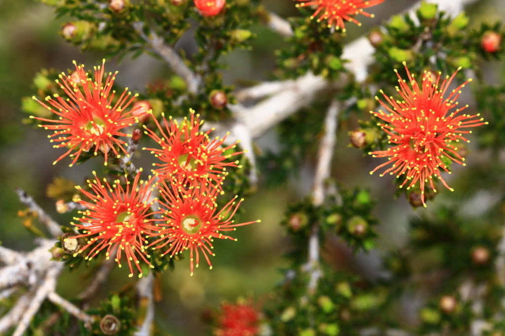 Melaleuca pilosa