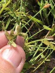 Cyperus sanguinolentus