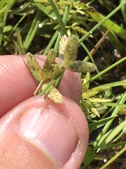 Cyperus sanguinolentus