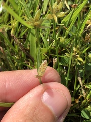 Cyperus sanguinolentus