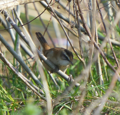 Moustached Warbler, Pegli, torrente Varenna, photo 9 of 10
