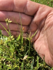 Cyperus sanguinolentus