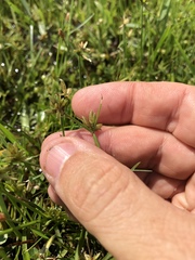 Cyperus sanguinolentus