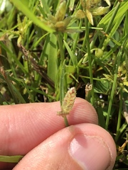 Cyperus sanguinolentus