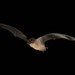 Northern Free-tailed Bat - Photo (c) Michael Pennay, some rights reserved (CC BY-NC-ND)
