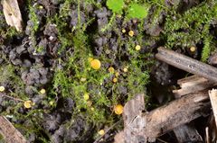 Pulvinula convexella