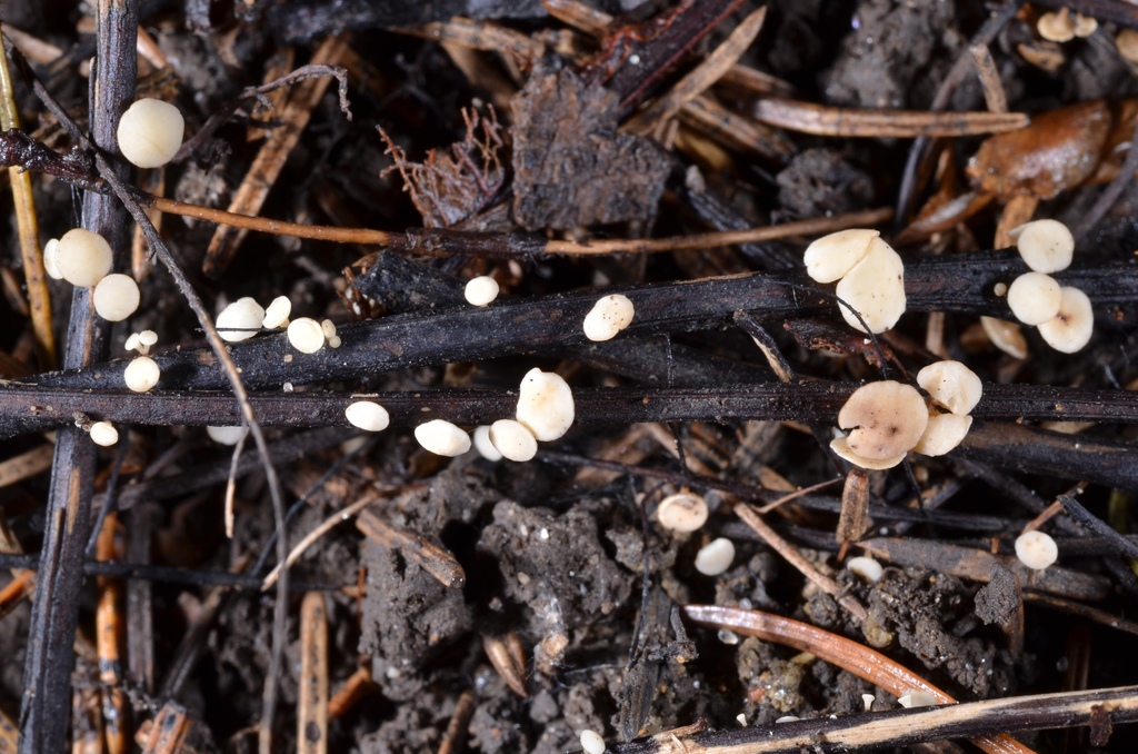 White Ashleaf Disco