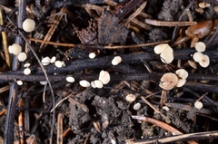 Hymenoscyphus albidus