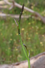 Haemodorum spicatum