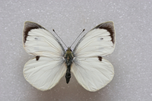 Pieris wollastoni