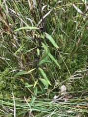 Lysimachia terrestris