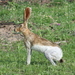 Tehuantepec Jackrabbit - Photo (c) 
tereso30, some rights reserved (CC BY)
