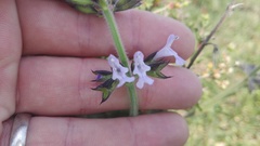 Salvia obtusata