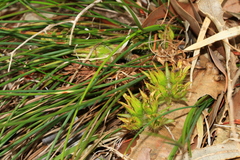 Conostylis juncea