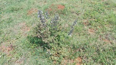 Salvia obtusata