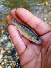 Clinostomus funduloides