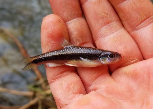 Greenhead shiner (Notropis chlorocephalus) — Cyprinidae — 2