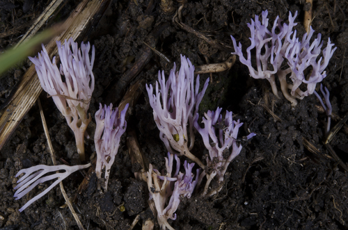 lilac coral fungus