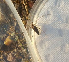 Tetragnatha elongata