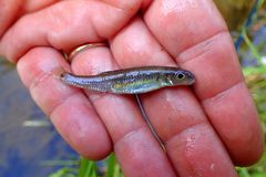 Notropis spectrunculus