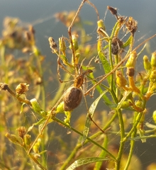 Tetragnatha elongata
