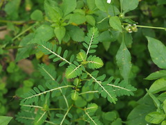 Phyllanthus urinaria hookeri