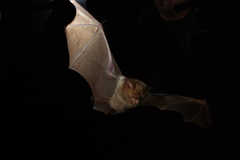 Hipposideros diadema