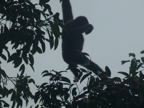 East Bornean Gray Gibbon