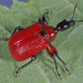 Hazel Leaf-roller Weevil - Photo (c) Felix Riegel, some rights reserved (CC BY-NC), uploaded by Felix Riegel
