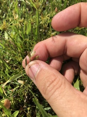 Cyperus sanguinolentus
