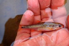 Notropis chiliticus