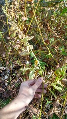 Teucrium canadense canadense