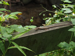 Takydromus stejnegeri