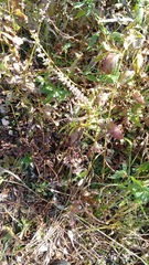 Teucrium canadense canadense